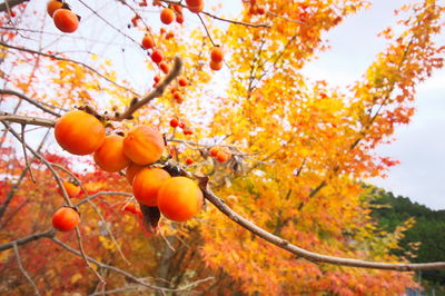 Orange fruits on tree against sky during autumn