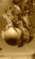 Close-up of berries growing on tree