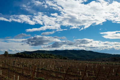 Scenic view of vineyard against the sky