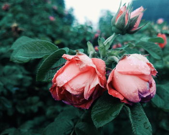 Close-up of pink rose