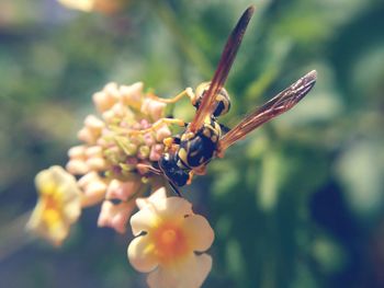 Close-up of insect on flower