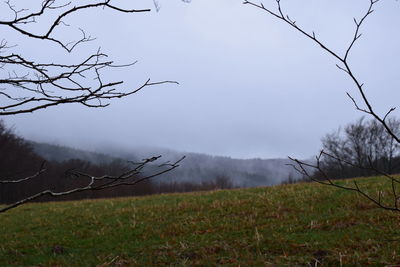 Bare tree on landscape against sky