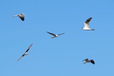 Low angle view of seagulls flying in sky