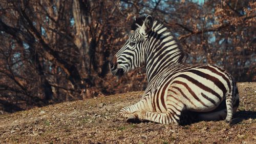 Zebra standing on field