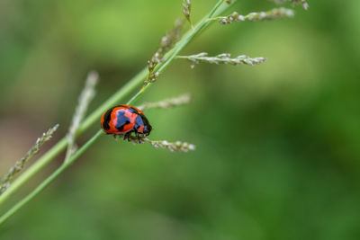 Close-up of ladybug on leaf