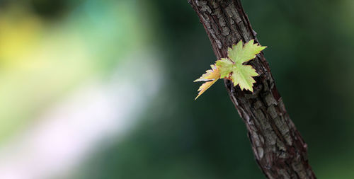 Close-up of a tree