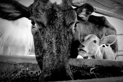 Portrait of cow and calf 