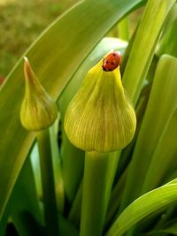 Close-up of insect,ladybug on allium  flower bud