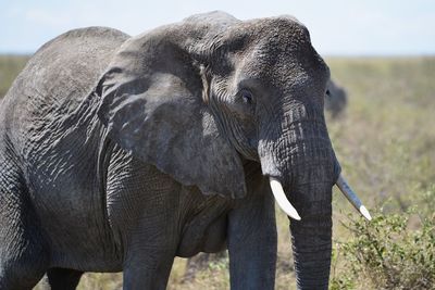 Elephant standing on field