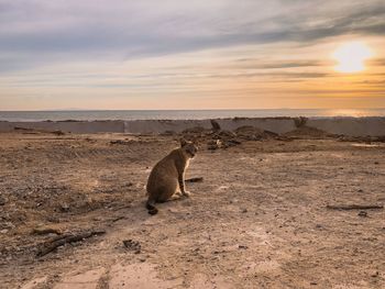 View of sheep on land