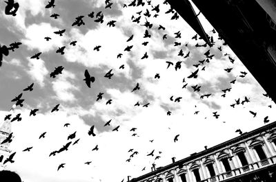 Low angle view of birds flying against sky