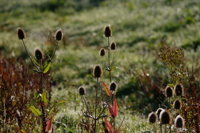 Close-up of sheep on field