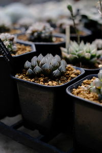 Close-up of potted plant on table
