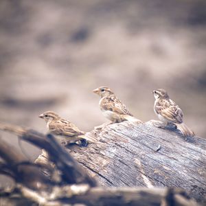 Close-up of birds perching on wood