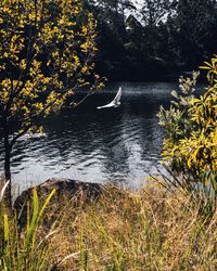 Scenic view of lake in forest