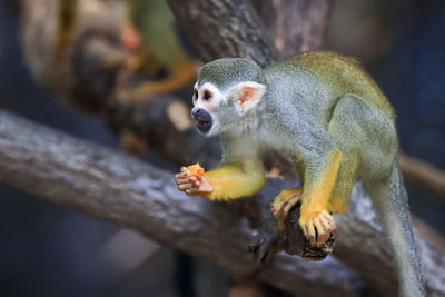 Monkey eating food on branch