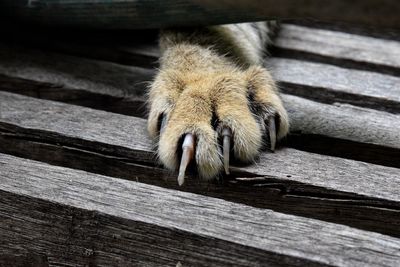 High angle view of cat on wooden bench