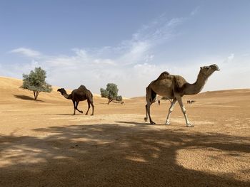 View of two horses on landscape