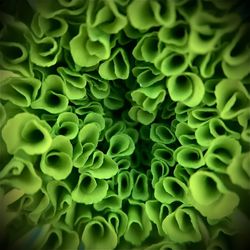 Full frame shot of green plant