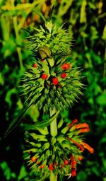 Close-up of red flowers