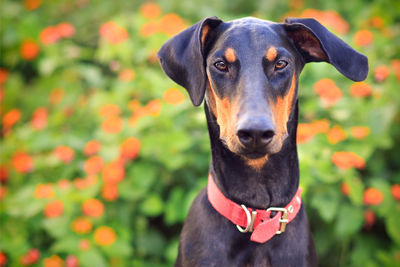 Close-up portrait of a dog