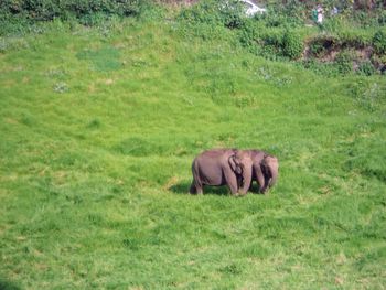 Elephant on grassy field