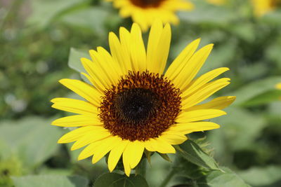 Close-up of honey bee on sunflower