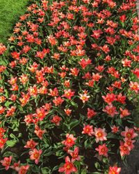 High angle view of red flowering plants