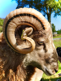 Close-up of sheep on field