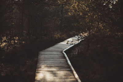 Empty boardwalk amidst trees in forest