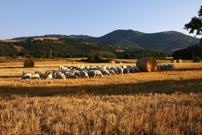 Hay bales on field against sky