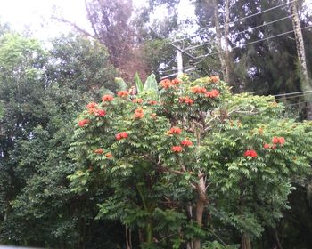 Full frame shot of tree in forest