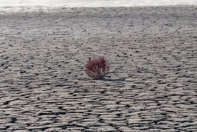 Close-up of plant on beach