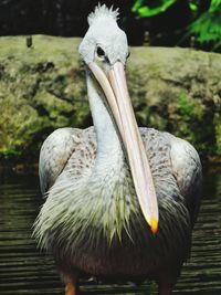 Close-up of pelican