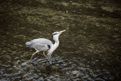 Side view of great blue heron in shallow water