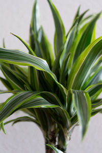 plant