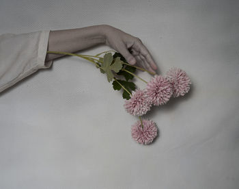 High angle view of flowers on table