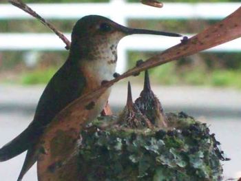 Close-up of bird on wall