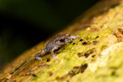 Close-up of lizard on wood