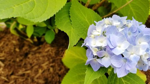 Close-up of purple flowers blooming outdoors