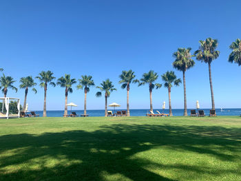 Palm trees by sea against clear blue sky