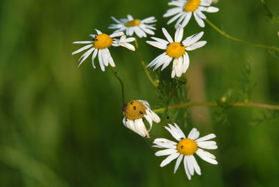 High angle view of insects on daisies