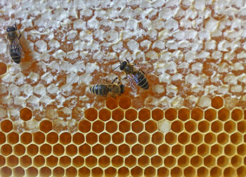 Close-up of honey bees on comb