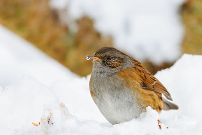 Close-up of sparrow on snow field