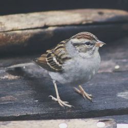 Close-up of bird perching on wood