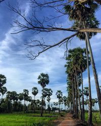 Low angle view of trees on landscape against sky