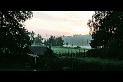 Trees on field at sunset