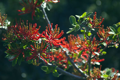 Close-up of red flowering plant