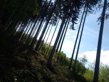 Low angle view of trees in forest against sky