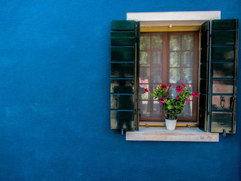 Potted plant on window